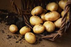 Potatoes in a Wicker Basket with Soil. Rustic Style Image - Country Farm Concept.-Pinkyone-Photographic Print