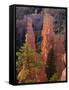 Pinnacles and Ponderosa Pines at Sunrise, Fairyland Canyon, Bryce Canyon National Park, Utah, USA-Scott T. Smith-Framed Stretched Canvas