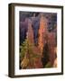 Pinnacles and Ponderosa Pines at Sunrise, Fairyland Canyon, Bryce Canyon National Park, Utah, USA-Scott T. Smith-Framed Photographic Print