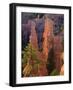 Pinnacles and Ponderosa Pines at Sunrise, Fairyland Canyon, Bryce Canyon National Park, Utah, USA-Scott T. Smith-Framed Photographic Print