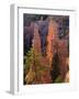 Pinnacles and Ponderosa Pines at Sunrise, Fairyland Canyon, Bryce Canyon National Park, Utah, USA-Scott T. Smith-Framed Photographic Print