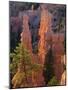 Pinnacles and Ponderosa Pines at Sunrise, Fairyland Canyon, Bryce Canyon National Park, Utah, USA-Scott T. Smith-Mounted Photographic Print