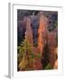 Pinnacles and Ponderosa Pines at Sunrise, Fairyland Canyon, Bryce Canyon National Park, Utah, USA-Scott T. Smith-Framed Photographic Print