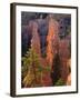 Pinnacles and Ponderosa Pines at Sunrise, Fairyland Canyon, Bryce Canyon National Park, Utah, USA-Scott T. Smith-Framed Photographic Print