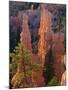 Pinnacles and Ponderosa Pines at Sunrise, Fairyland Canyon, Bryce Canyon National Park, Utah, USA-Scott T. Smith-Mounted Photographic Print