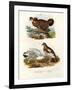 Pinnated Grouse, 1864-null-Framed Giclee Print