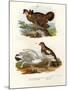 Pinnated Grouse, 1864-null-Mounted Giclee Print