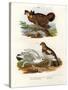 Pinnated Grouse, 1864-null-Stretched Canvas