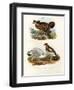 Pinnated Grouse, 1864-null-Framed Giclee Print