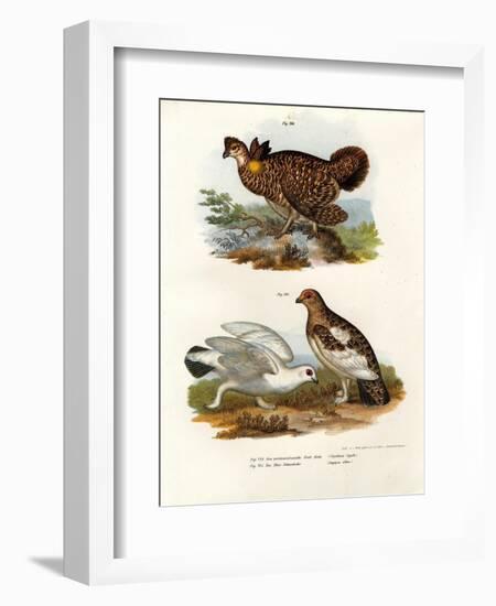 Pinnated Grouse, 1864-null-Framed Giclee Print