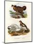 Pinnated Grouse, 1864-null-Mounted Giclee Print