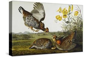 Pinnated Grouse. Greater Prairie Chicken (Tympanuchus Cupido), from 'The Birds of America'-John James Audubon-Stretched Canvas