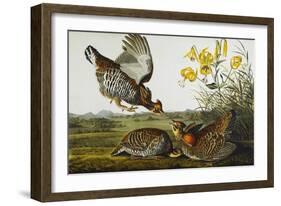 Pinnated Grouse. Greater Prairie Chicken (Tympanuchus Cupido), from 'The Birds of America'-John James Audubon-Framed Giclee Print