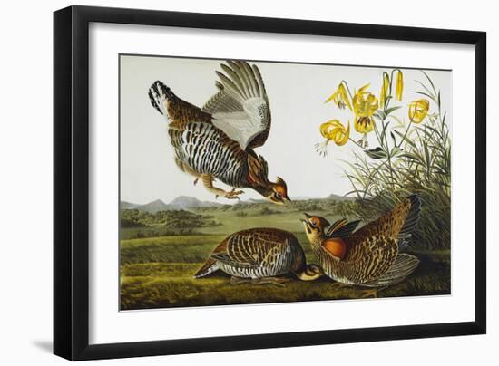 Pinnated Grouse. Greater Prairie Chicken (Tympanuchus Cupido), from 'The Birds of America'-John James Audubon-Framed Giclee Print