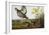 Pinnated Grouse. Greater Prairie Chicken (Tympanuchus Cupido), from 'The Birds of America'-John James Audubon-Framed Giclee Print