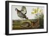 Pinnated Grouse. Greater Prairie Chicken-John James Audubon-Framed Giclee Print