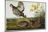Pinnated Grouse. Greater Prairie Chicken-John James Audubon-Mounted Giclee Print