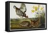 Pinnated Grouse. Greater Prairie Chicken-John James Audubon-Framed Stretched Canvas