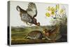 Pinnated Grouse. Greater Prairie Chicken-John James Audubon-Stretched Canvas