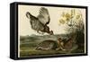 Pinnated Grouse-null-Framed Stretched Canvas