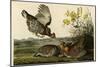 Pinnated Grouse-null-Mounted Giclee Print