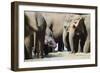 Pinnewala Elephant Orphanage Near Kegalle, Hill Country, Sri Lanka, Asia-Christian Kober-Framed Photographic Print