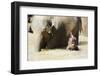 Pinnewala Elephant Orphanage Near Kegalle, Hill Country, Sri Lanka, Asia-Christian Kober-Framed Photographic Print