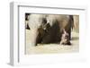 Pinnewala Elephant Orphanage Near Kegalle, Hill Country, Sri Lanka, Asia-Christian Kober-Framed Photographic Print