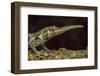 Pinocchio Lizard (Anolis Proboscis) Male, Mindo, Ecuador. Controlled Conditions-Melvin Grey-Framed Photographic Print