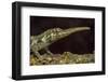 Pinocchio Lizard (Anolis Proboscis) Male, Mindo, Ecuador. Controlled Conditions-Melvin Grey-Framed Photographic Print