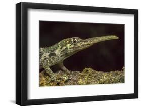 Pinocchio Lizard (Anolis Proboscis) Male, Mindo, Ecuador. Controlled Conditions-Melvin Grey-Framed Photographic Print