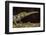 Pinocchio Lizard (Anolis Proboscis) Male, Mindo, Ecuador. Controlled Conditions-Melvin Grey-Framed Photographic Print