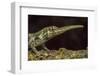 Pinocchio Lizard (Anolis Proboscis) Male, Mindo, Ecuador. Controlled Conditions-Melvin Grey-Framed Photographic Print