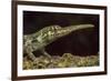 Pinocchio Lizard (Anolis Proboscis) Male, Mindo, Ecuador. Controlled Conditions-Melvin Grey-Framed Photographic Print