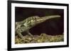 Pinocchio Lizard (Anolis Proboscis) Male, Mindo, Ecuador. Controlled Conditions-Melvin Grey-Framed Photographic Print