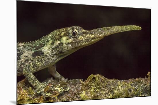 Pinocchio Lizard (Anolis Proboscis) Male, Mindo, Ecuador. Controlled Conditions-Melvin Grey-Mounted Photographic Print