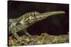 Pinocchio Lizard (Anolis Proboscis) Male, Mindo, Ecuador. Controlled Conditions-Melvin Grey-Stretched Canvas