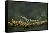 Pinocchio Lizard (Anolis Proboscis) Male, Mindo, Ecuador. Controlled Conditions-Melvin Grey-Framed Stretched Canvas