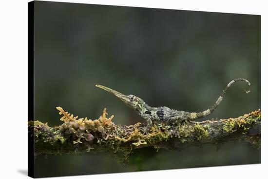 Pinocchio Lizard (Anolis Proboscis) Male, Mindo, Ecuador. Controlled Conditions-Melvin Grey-Stretched Canvas