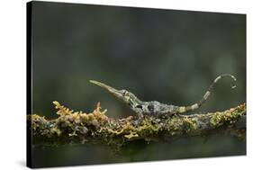 Pinocchio Lizard (Anolis Proboscis) Male, Mindo, Ecuador. Controlled Conditions-Melvin Grey-Stretched Canvas