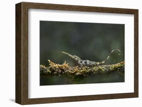 Pinocchio Lizard (Anolis Proboscis) Male, Mindo, Ecuador. Controlled Conditions-Melvin Grey-Framed Photographic Print