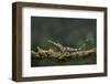 Pinocchio Lizard (Anolis Proboscis) Male, Mindo, Ecuador. Controlled Conditions-Melvin Grey-Framed Photographic Print