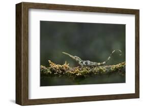 Pinocchio Lizard (Anolis Proboscis) Male, Mindo, Ecuador. Controlled Conditions-Melvin Grey-Framed Photographic Print