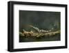 Pinocchio Lizard (Anolis Proboscis) Male, Mindo, Ecuador. Controlled Conditions-Melvin Grey-Framed Photographic Print