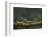 Pinocchio Lizard (Anolis Proboscis) Male, Mindo, Ecuador. Controlled Conditions-Melvin Grey-Framed Photographic Print