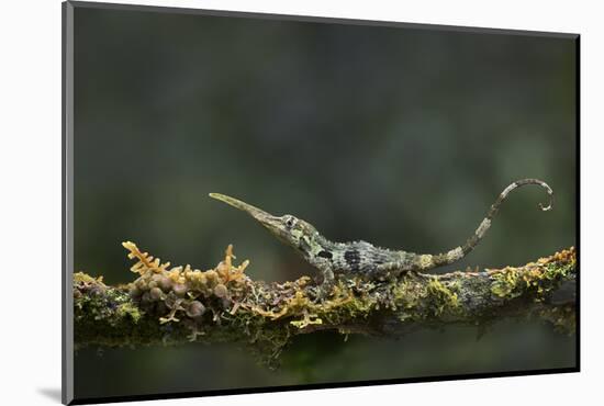 Pinocchio Lizard (Anolis Proboscis) Male, Mindo, Ecuador. Controlled Conditions-Melvin Grey-Mounted Photographic Print