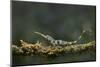 Pinocchio Lizard (Anolis Proboscis) Male, Mindo, Ecuador. Controlled Conditions-Melvin Grey-Mounted Photographic Print