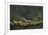 Pinocchio Lizard (Anolis Proboscis) Male, Mindo, Ecuador. Controlled Conditions-Melvin Grey-Framed Photographic Print