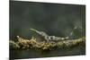 Pinocchio Lizard (Anolis Proboscis) Male, Mindo, Ecuador. Controlled Conditions-Melvin Grey-Mounted Photographic Print