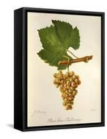 Pinot Blanc Chardonnay Grape-J. Troncy-Framed Stretched Canvas